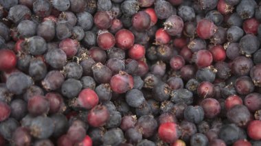 Bir sürü böğürtlen arka planı