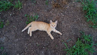 Genç kırmızı kedi, bir sokak kedisinin portresi