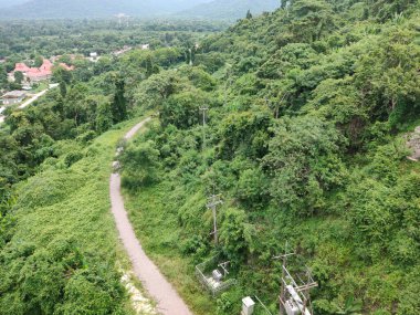 Yeşil ormandaki patika