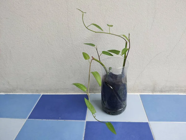 Sabah zaferi şişenin dibinde