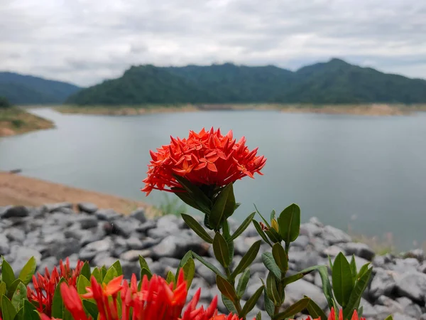 Batı Hindistan Yasemin çiçekleri bitkinin tepesinden ayrılan büyük bir buket oluştururlar..