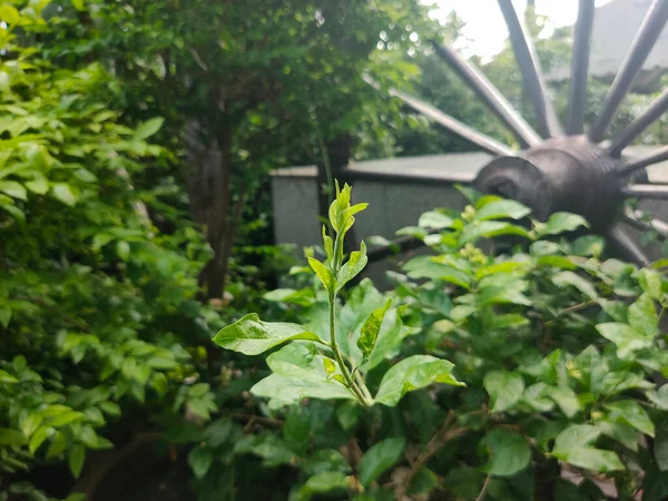 Feuilles Jasmin Dans Jardin — Photo