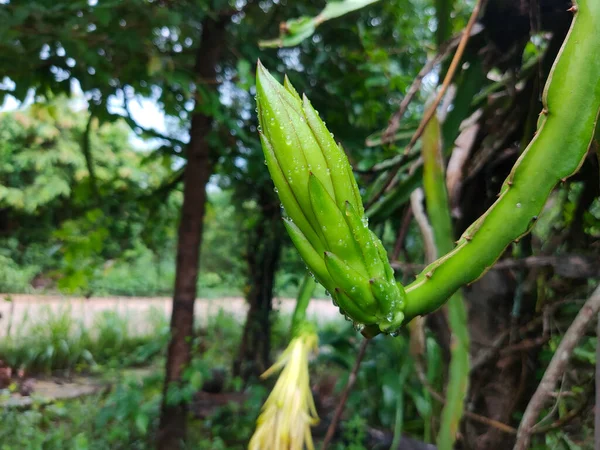 Ejderha meyvesi çiçek açıyor..