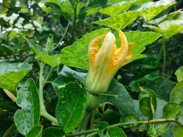 Bahçedeki balkabağı çiçekleri