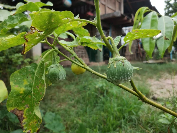 Adada yağmur damlalı patlıcan
