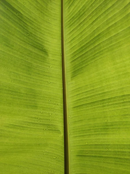 Gyönyörű Zöld Banánlevél — Stock Fotó