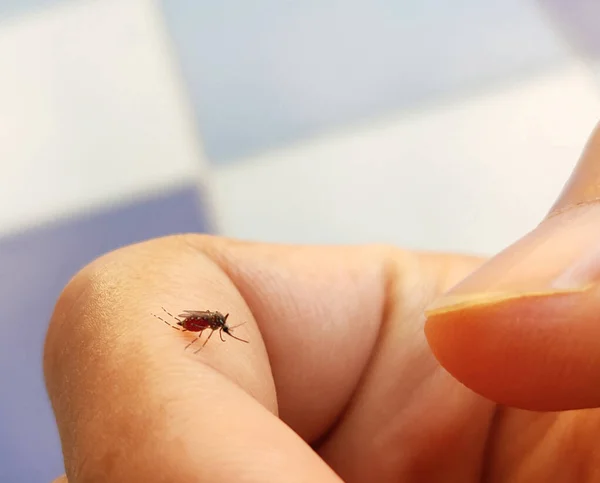 Les Moustiques Aedes Sont Pleins Sang Sur Les Mains Humaines — Photo