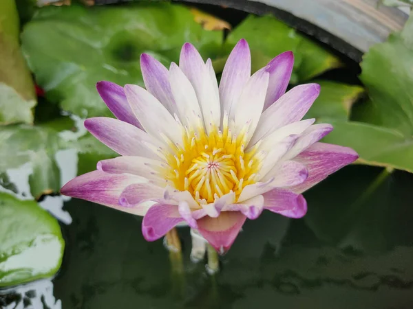 Nymphaea Lotus Linn Blooming Yellow White Purple Biennial Aquatic Plant — Stock Photo, Image