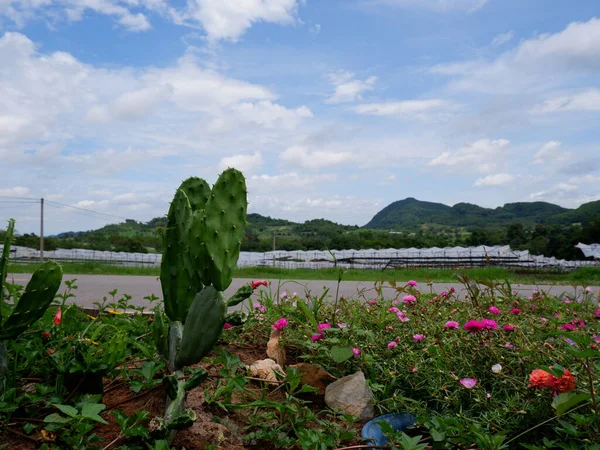 Tavşan kulağının arkasında bir dağ ve gökyüzü var..