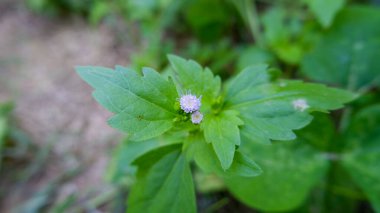 Yolun kenarında mor çiçekler.