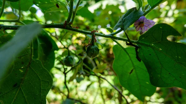 Patlıcanda çok karınca var.