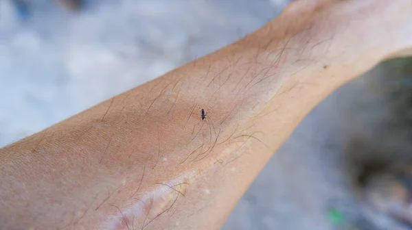 Komar Aedes Gryzie Się Ramię — Zdjęcie stockowe