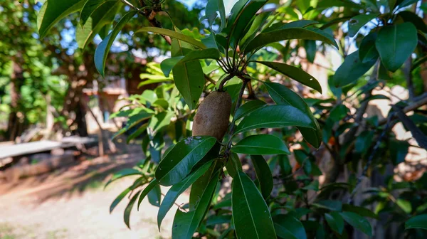 Ağaçta bir meyve var..