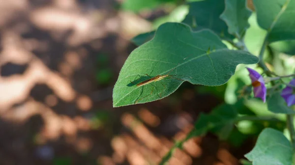 Small Insects Perched Leaves — Stock Photo, Image