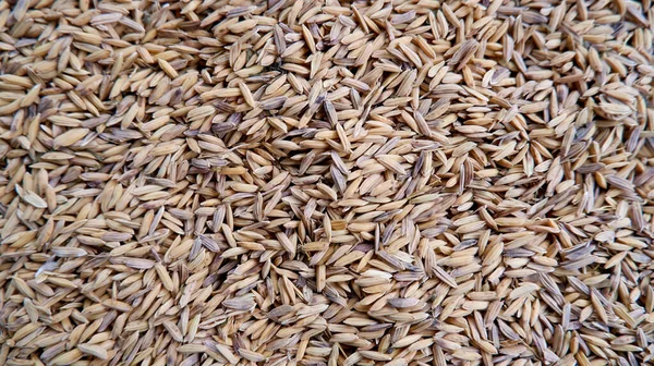 Paddy Samen Für Die Bepflanzung Aufbewahrt — Stockfoto