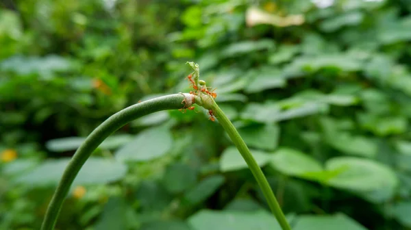 蚂蚁靠豆茎生活 — 图库照片