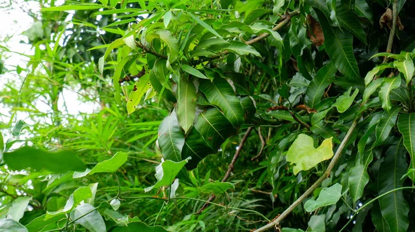 Ameisennest Auf Dem Mangobaum — Stockfoto