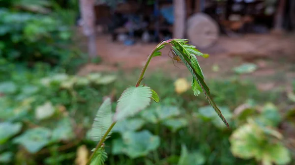 Une Petite Araignée Sur Herbe — Photo