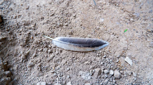 Yerde kahverengi tüyler