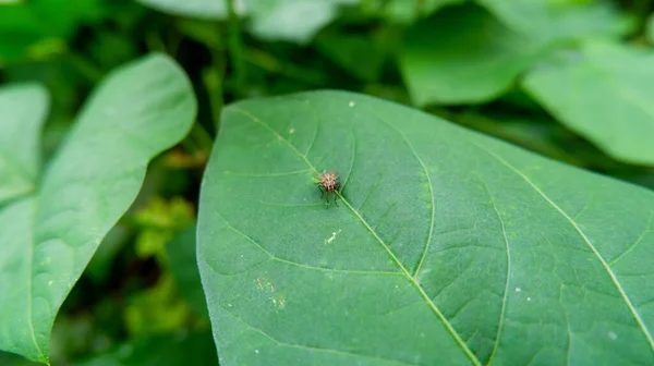Flies Perched Green Leaves — Stock Photo, Image