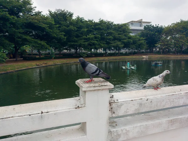 Pigeon Perched Bridge — Stock Photo, Image