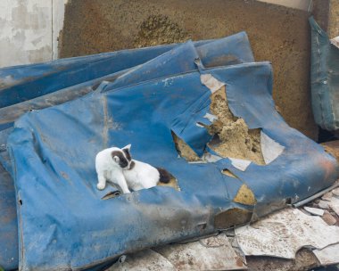 Eski mavi bir yatakta bir kedi