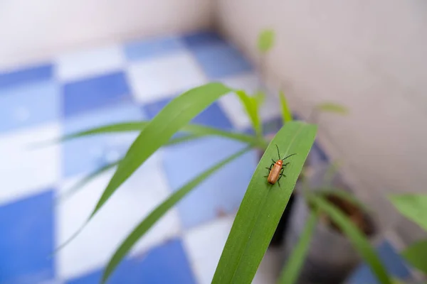 Yeşil çimlerin üzerinde turuncu bir böcek.