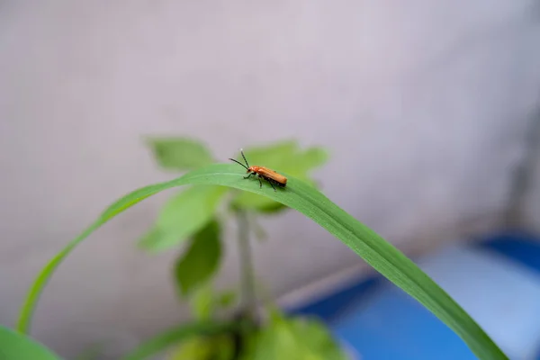 Yeşil çimlerin üzerinde turuncu bir böcek.