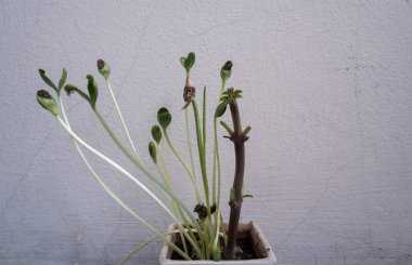 Taze filizlenmiş bir karpuz kabında filizleniyor