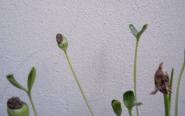 Taze karpuz filizinin tepesi