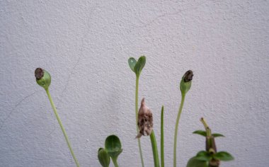 Taze karpuz filizinin tepesi