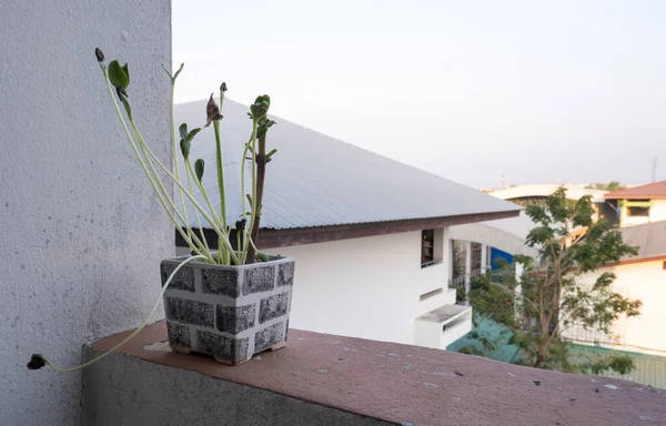 Balkonda taze bir karpuz bitkisi