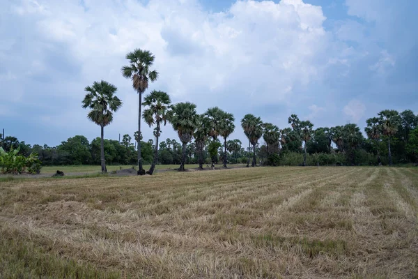 Hasat edilen tarlalar pirinç ve arkadaki şeker palmiyesiyle birlikte bırakıldı.