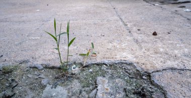 Çimentoda oluşmuş küçük bir ağaç onu çevreleyen çevreyle saran bir ağaçtı..