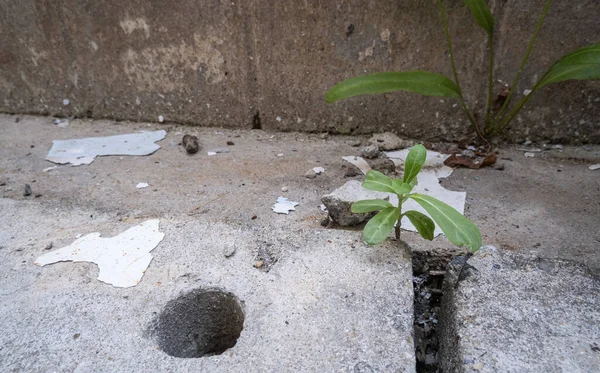 Çimentoda oluşmuş küçük bir ağaç onu çevreleyen çevreyle saran bir ağaçtı..