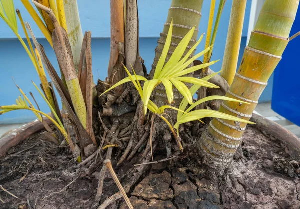 Betel ağacı ağacın tabanından güzel açık yeşil yapraklarla yetişiyor..