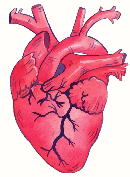 İnsan kalbi suluboya çizimi, insan anatomik kalbi — Stok fotoğraf