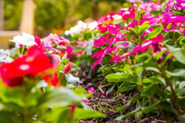 Çiçek arka plan. Birçok küçük topraklarında çiçeklerin.