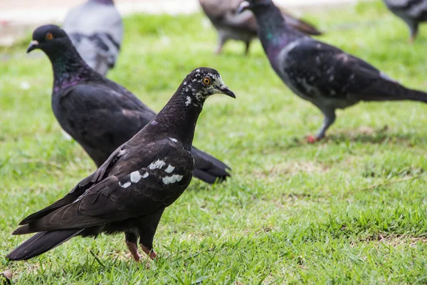 Tauben stehen auf dem Gras im Stadtpark — Stockfoto