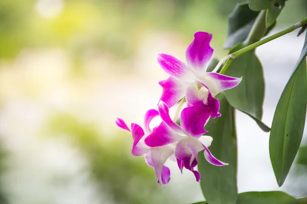 Hermosa orquídea púrpura sobre fondo de hoja verde . — Foto de Stock