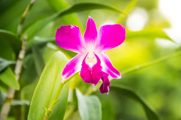 Orquídea roxa bonita no fundo folha verde . — Fotografia de Stock