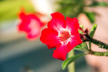 Adenyum obesum (Çöl Gülü; İmpala Zambağı; Sahte Azalya