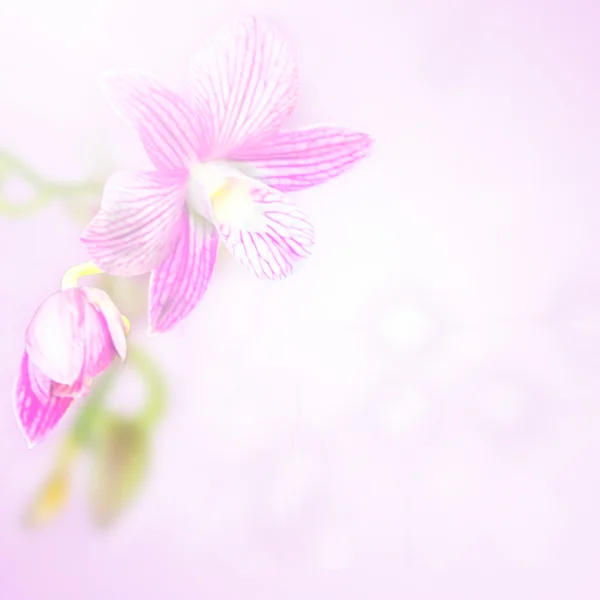 Fundo bonito da flor da orquídea, símbolo da natureza — Fotografia de Stock