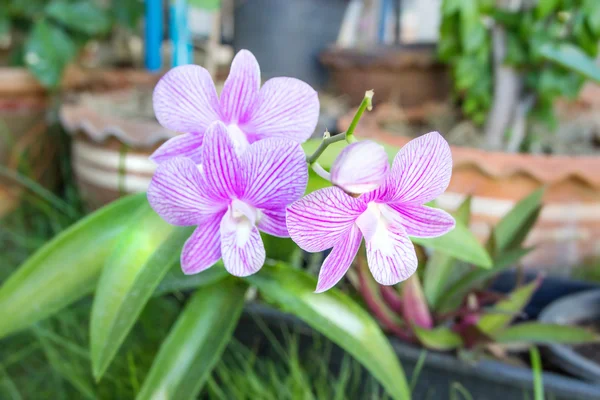 Bellissimo sfondo di fiori di orchidea, Simbolo della natura — Foto Stock