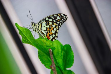 Kelebek. Çiçek kelebek. Tropikal Bahçe kelebek. Doğada kelebek.