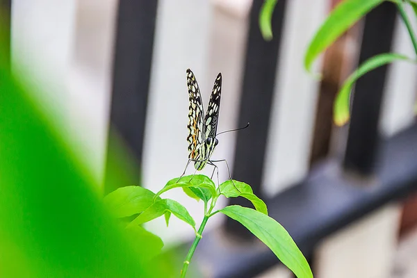 Schmetterling. Schmetterling auf Blume. Schmetterling im tropischen Garten. Schmetterling in der Natur. — Stockfoto