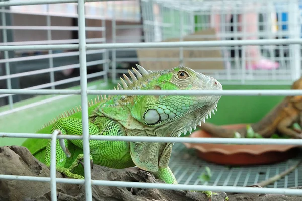 Yeşil Iguana bir kafese hapsedildi. Bağımsızlık eksikliği