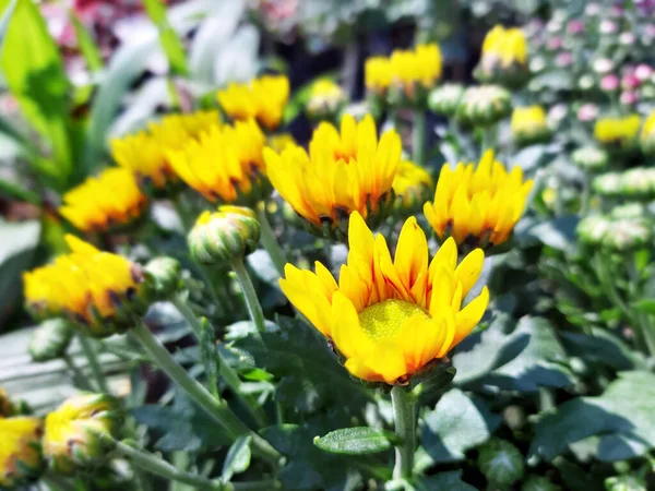 Flor Jardín Primer Plano Flores Pequeñas Sobre Fondo Verde — Foto de Stock