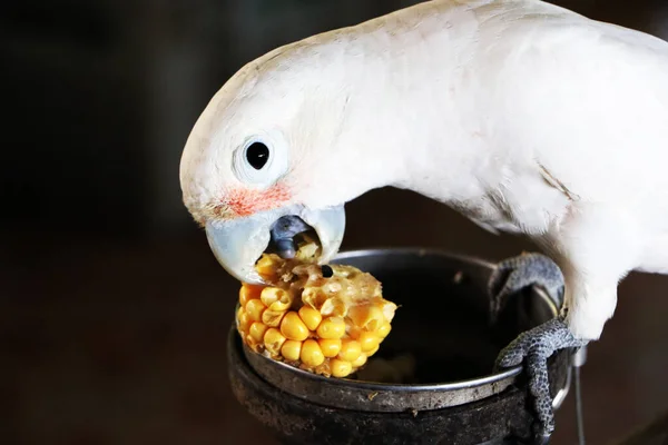 Krmení Bílých Papoušků Žlutou Kukuřicí Péče Zvířata — Stock fotografie