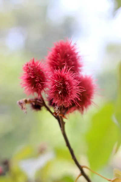 Kraut (bixa orellana l.) bixaceae — Stockfoto